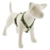 LupinePet Original Designs Roman Dog Harness -Tropi Pet Care Shop 00068