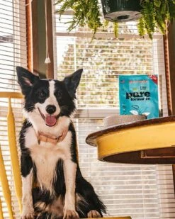 Grandma Lucy's Pureformance Fish Recipe Freeze Dried Grain Free Dog Food 9 Grandma Lucy's Pureformance Fish Recipe Freeze Dried Grain Free Dog Food -Tropi Pet Care Shop 38512 1581522257 ff3d60bc e6fe 4e2a ac85 9d3a71d46ba9