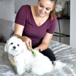 Coastal Pet Products Safari Dog Mat Remover -Tropi Pet Care Shop id8oqjna6jyoy3axkjnq