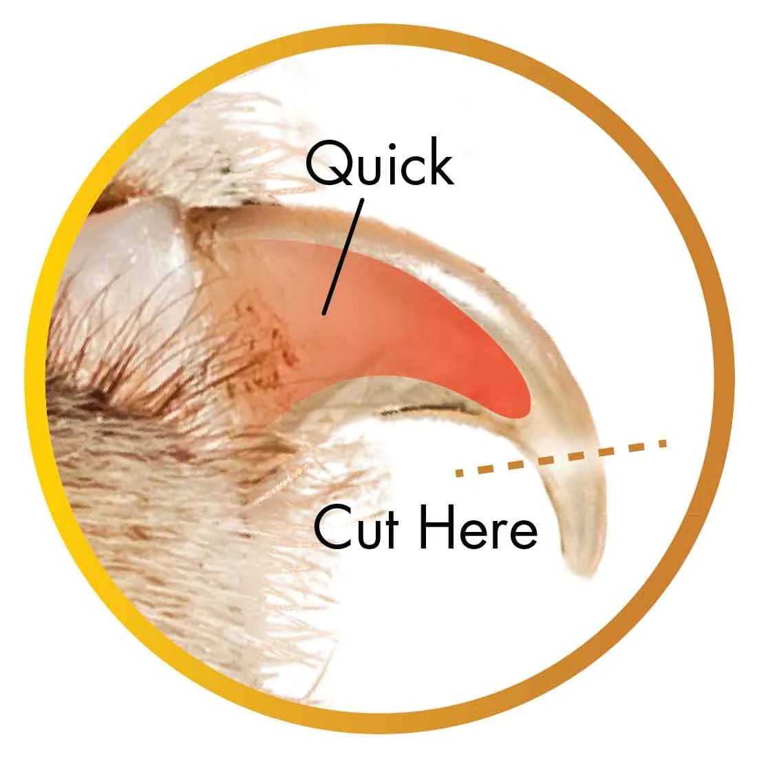 Coastal Pet Products Safari Guillotine Dog Nail Trimmer 7 Coastal Pet Products Safari Guillotine Dog Nail Trimmer - Image 5