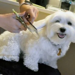 Coastal Pet Products Safari Dog Grooming Combs For Medium And Fine Coats -Tropi Pet Care Shop w8h5oossp6dquycrrgrq