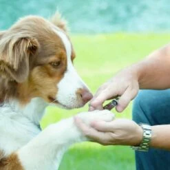 Coastal Pet Products Safari Guillotine Dog Nail Trimmer 9 Coastal Pet Products Safari Guillotine Dog Nail Trimmer -Tropi Pet Care Shop y3wldgzktdfchmgrxmyz