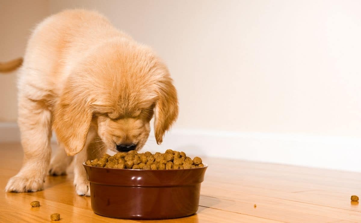 Tropi Pet Care Shop -Tropi Pet Care Shop golden puppy eating dog food out